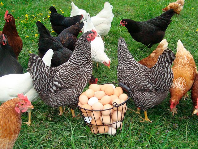 Содержание кур и уход за ними | ЗооТом - продажа, вязка и услуги для животных в Холмске