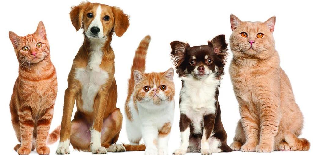 Доска объявлений о животных | ЗооТом - продажа, вязка и услуги для животных в Холмске
