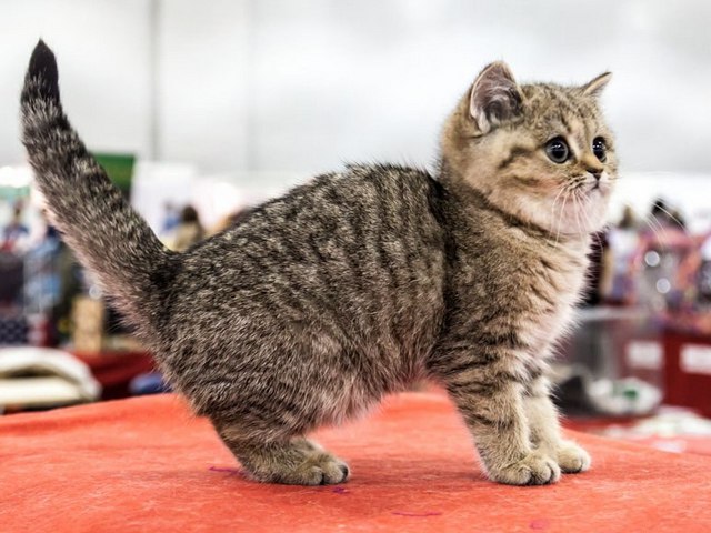 Породы кошек в Холмске | ЗооТом портал о животных