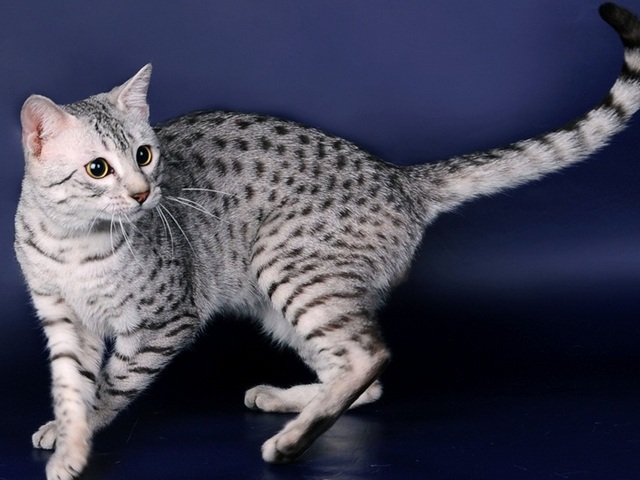 Породы кошек в Холмске | ЗооТом портал о животных