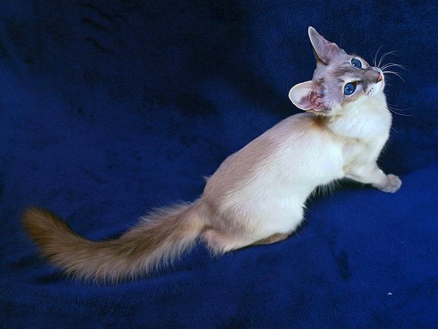 Выведенные породы кошек в Холмске | ЗооТом портал о животных