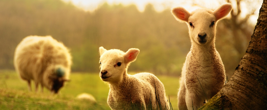 Объявления о сельскохозяйственных животных | ЗооТом - продажа, вязка и услуги для животных в Холмске