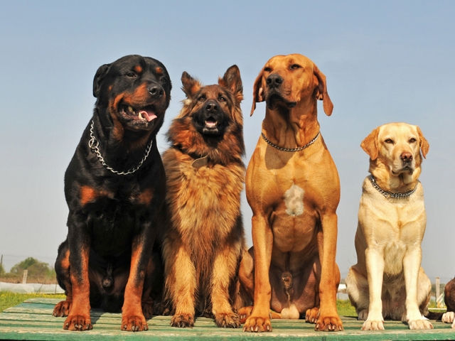 Крупные породы собак в Холмске | ЗооТом портал о животных