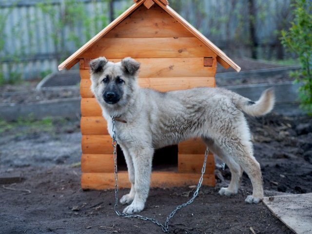 Все о собаках в Холмске Все о собаках в Холмске
